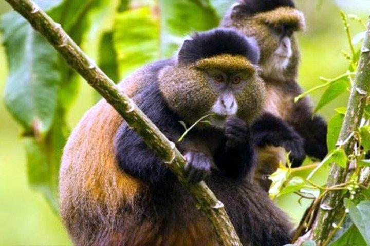 2 Dage Rwanda Chimpanzees Trekking, Zipline og Canopy Walking Tour