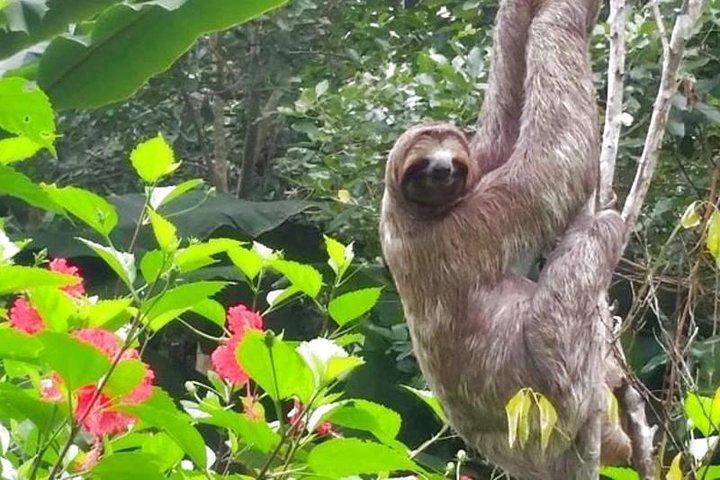 IquitosのPink Dolphinウォッチでの3日間のAmazon Jungleツアー
