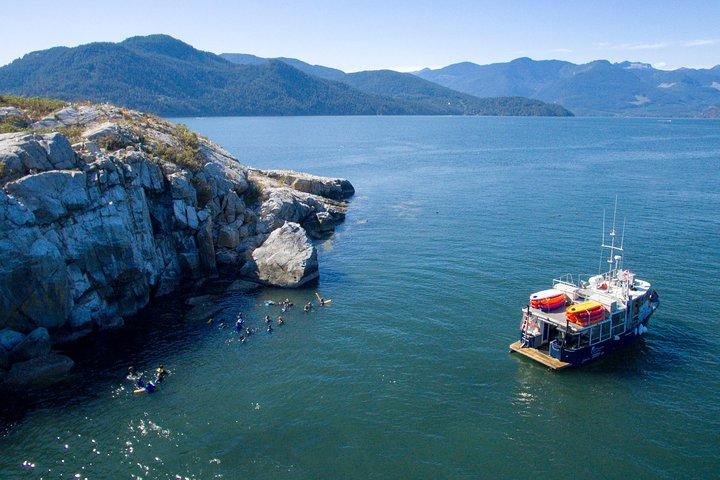 Plongée en apnée, kayak et phoque : excursion en bateau à Vancouver