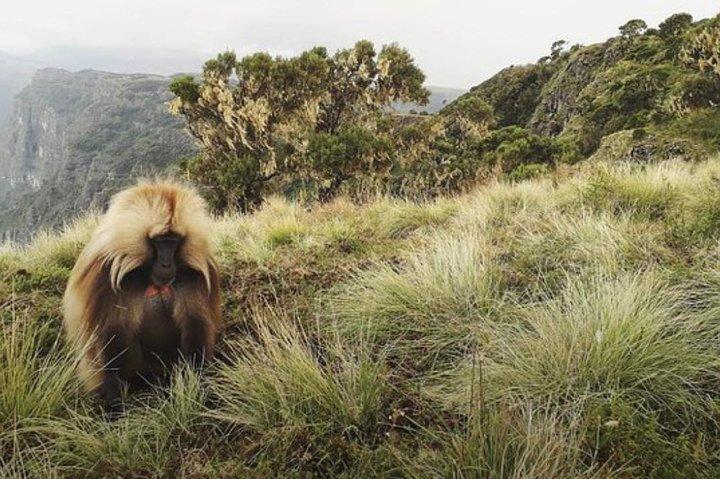12-dagars vandring i Simienberget och runt Lalibela
