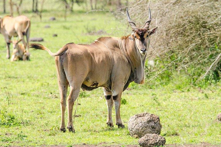 Safari de 3 dias para o Parque Nacional Murchison Falls com caminhada no Santuário de Rinocerontes