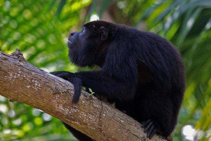 Ruína privada de Altun Ha Maya e aventura com macacos bugios da cidade de Belize