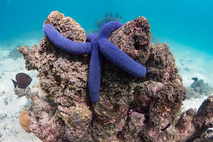 Snorkel no recife de Ningaloo e aventura na vida selvagem