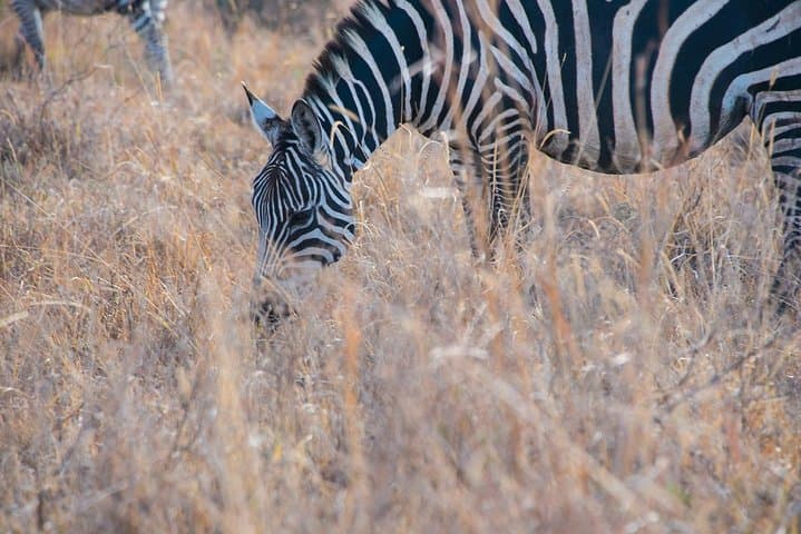 6.a.m. To 11.a.m Nairobi National Park Game Drive
