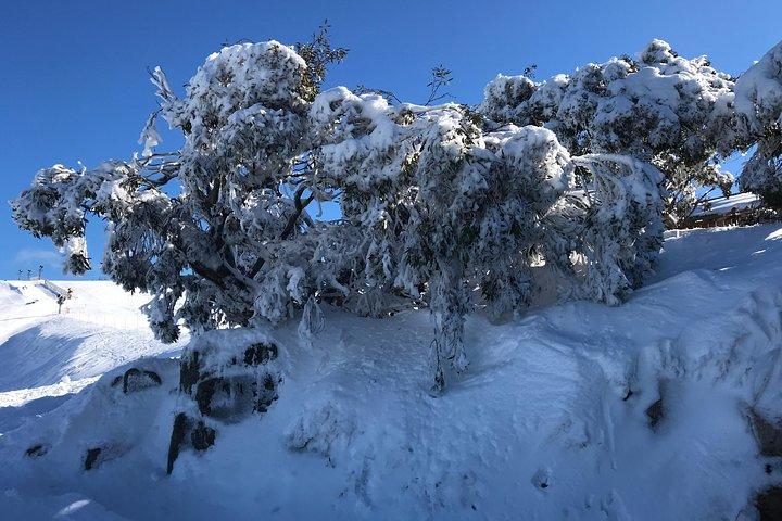 Mount Buller Snow Day Boutique Trip - Max 11 personer