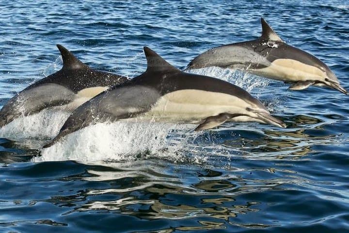 Marine Big 5 Full Day Guided Return Transfer Cape Town - Gansbaai