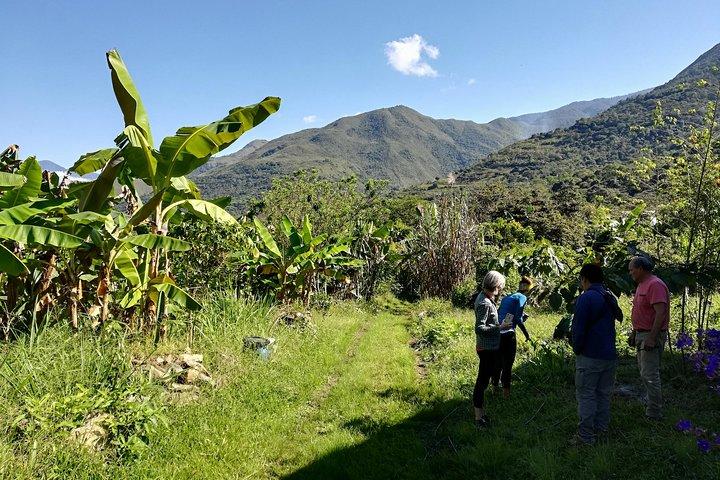 Volledige dagtour: Cacao boerderij ervaring in de jungle van Cusco