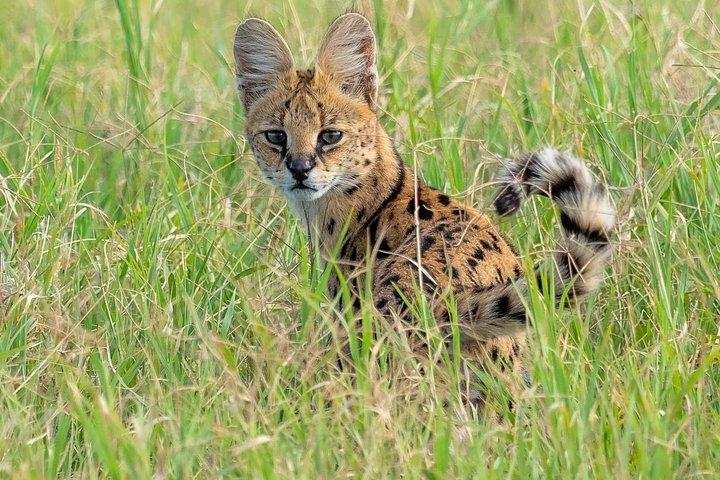 Safari de 2 días en camping económico en Tanzania