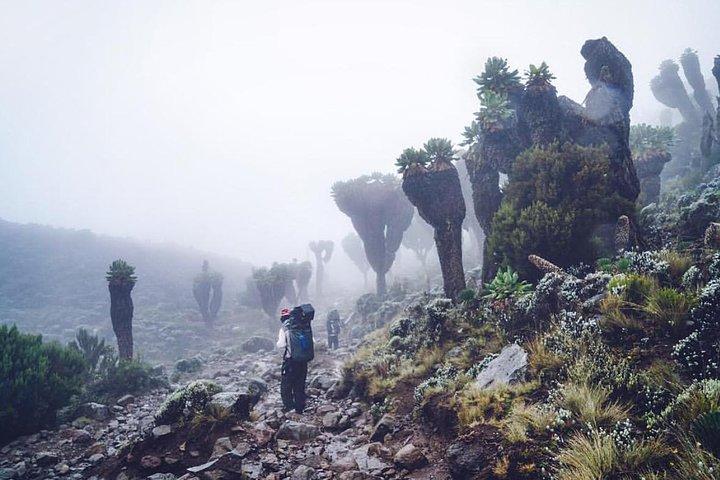 Mountain Kilimanjaro Klatring 7 Dage Umbwe Route