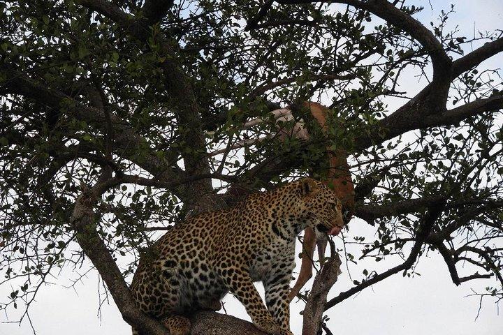 5 dias em Masai Mara, Lago Nakuru, Safari Na Mágico de Vida Selvagem do Lago Naivasha, no Quênia