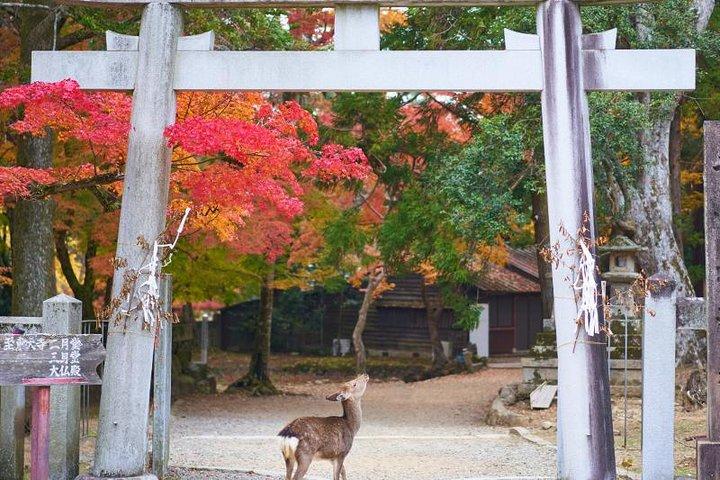 Japan Discovery Tour (12 Days)