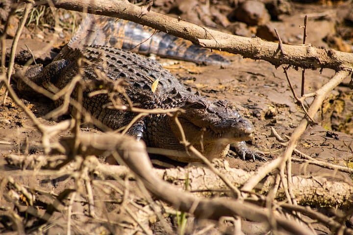 Cape Tribulation Day Tour
