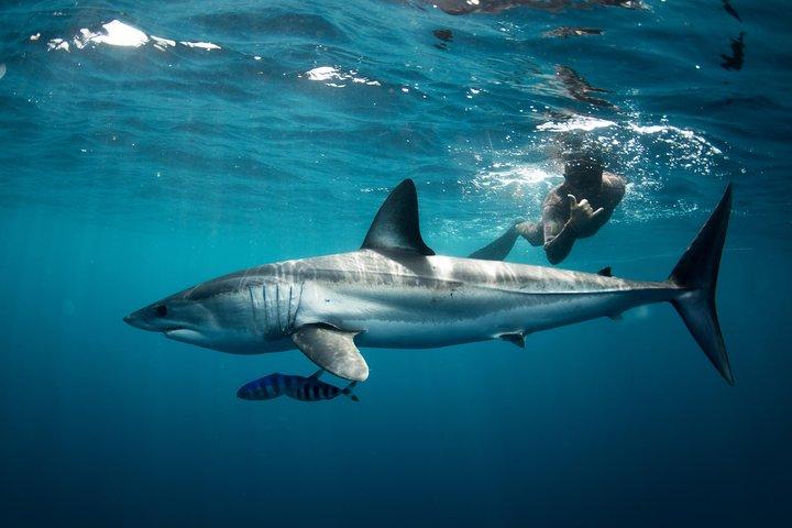 Schnorcheln oder Schwimmen mit Haien in Cabo San Lucas