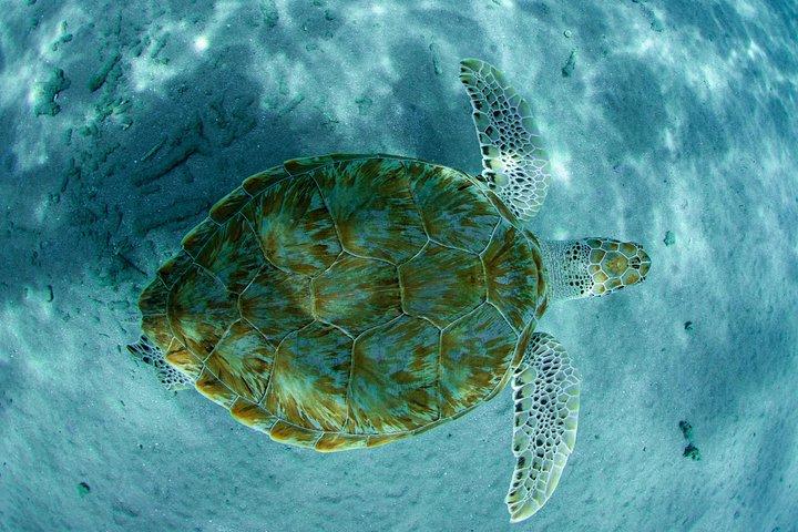 Tour guidato di snorkeling nella migliore barriera corallina dalla costa di Curacao - Blue Bay Beach