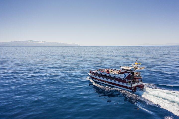 Dolphin & Whale Watching Mini Cruise med undervandsvisning