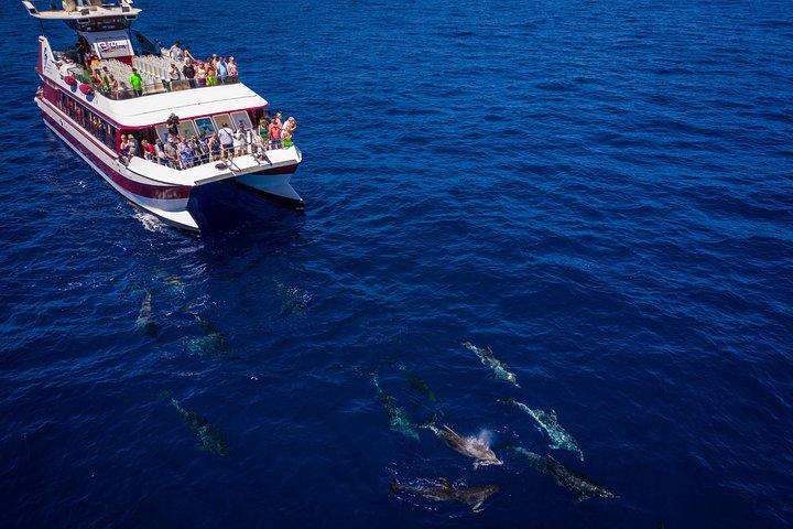 Dolphin & Whale Watching Mini Cruise med undervandsvisning