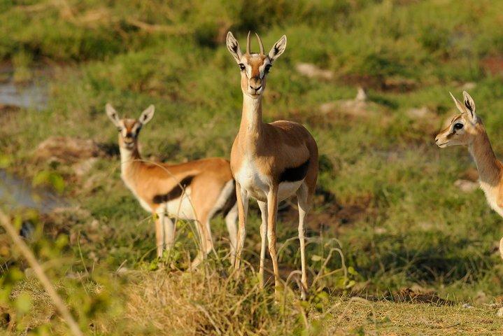 Safari in Jeep di 3 giorni ad Amboseli e Tsavo Est (MIN 2 PERSONE)