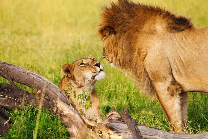 Day Tour to Amboseli National park and Masai Village Tour