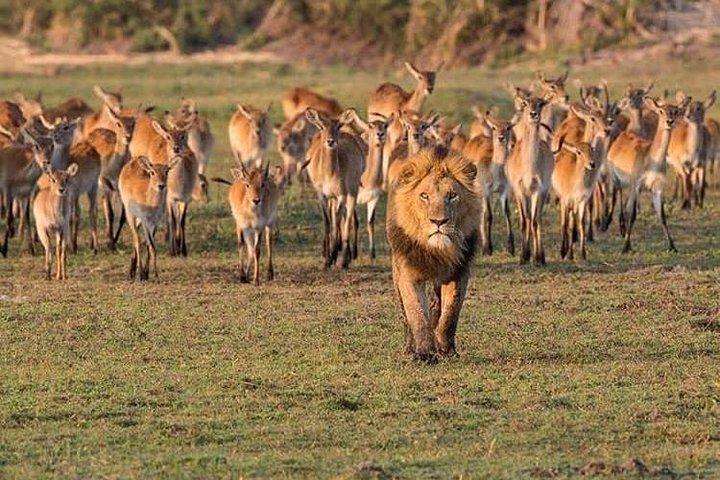 4 Días Únete al Grupo Tarangire Serengeti y Ngorongoro