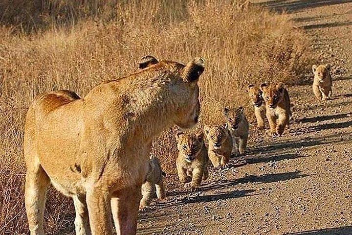 4 Días Únete al Grupo Tarangire Serengeti y Ngorongoro