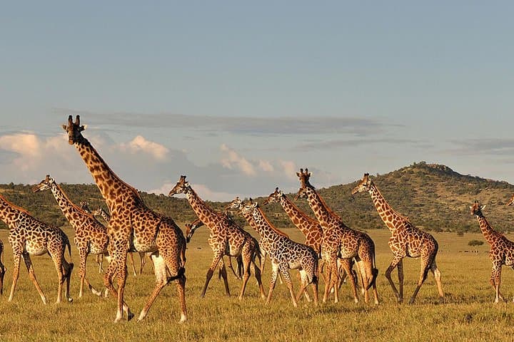 14 Days Kenya And Tanzania Budget Safari