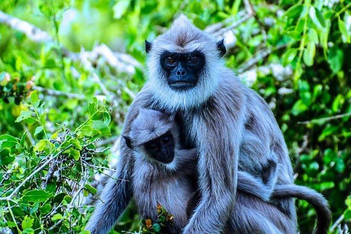 Safari dans le parc national du Bundala