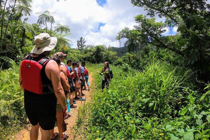 Excursão de meio dia: floresta tropical El Yunque e aventura em toboágua
