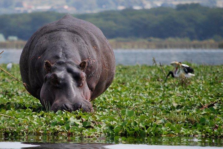 7-Day Amboseli-Lake Naivasha-Masai Mara NP