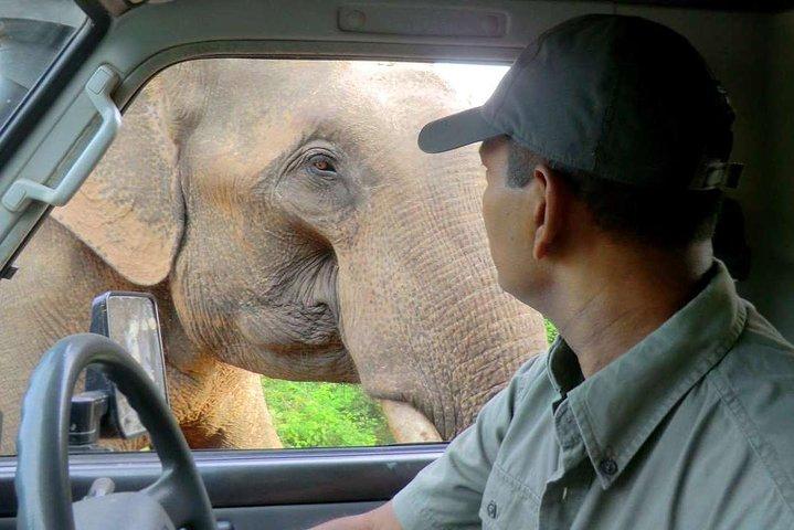 Eftermiddagsafari til Wilpattu National Park