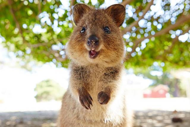Rottnest Island