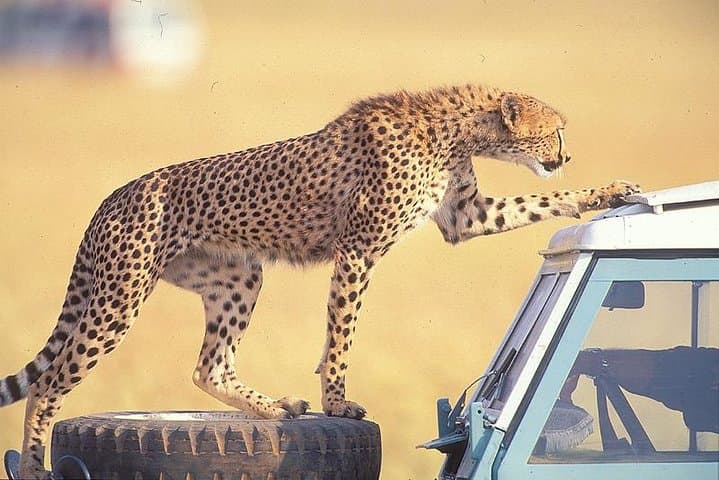 3 Days Masai Mara National Reserve Safari