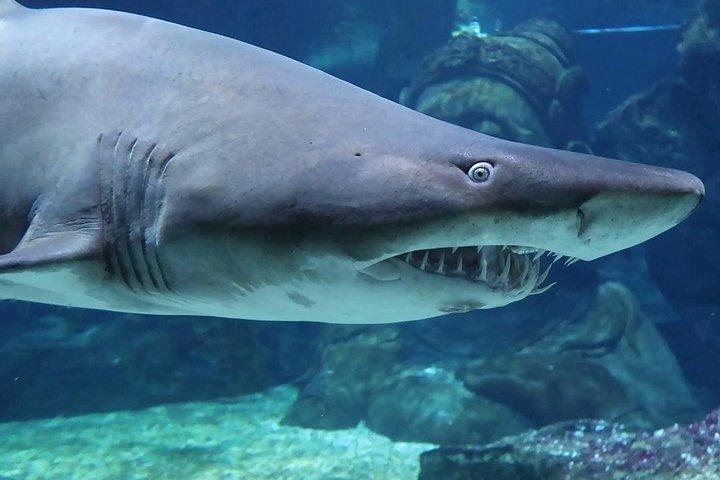 Ingresso SEA LIFE Ocean World em Bangkok