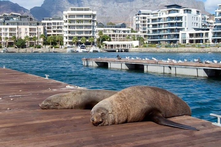 Half Hour Seal and Harbour Cruise from Cape Town