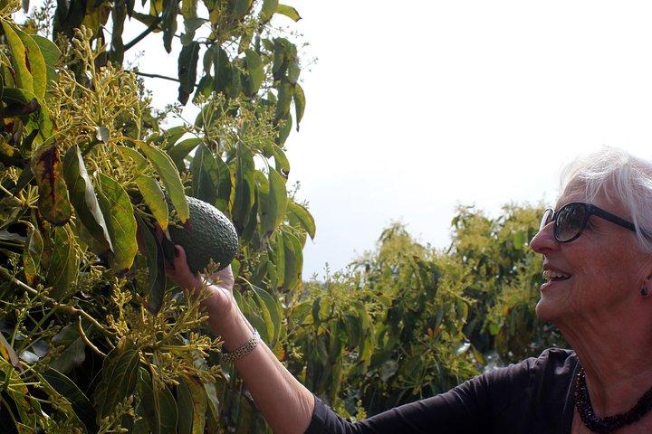 Tour tropicale: Avocado & Mango Farm - Piccolo gruppo e degustazione