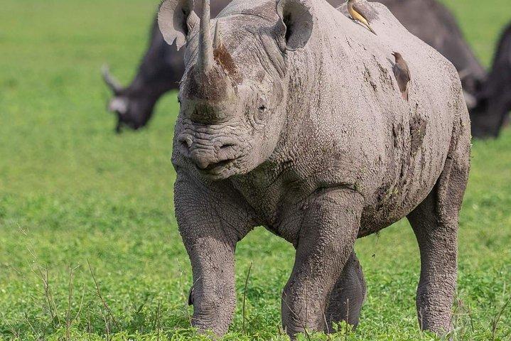 タンザニアでの8日間の素晴らしい野生生物