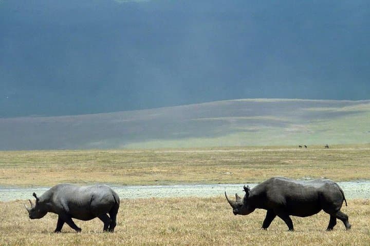 14 Days Kenya And Tanzania Budget Safari