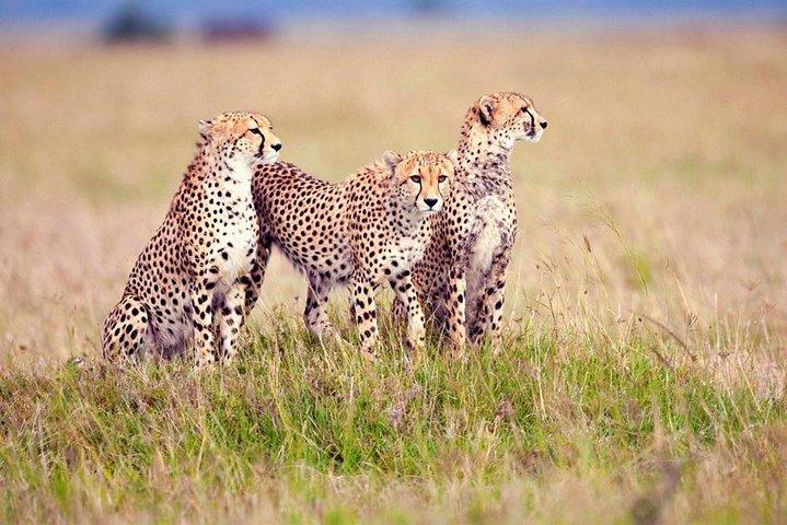 3 days Safari to Serengeti and Ngorongoro crater