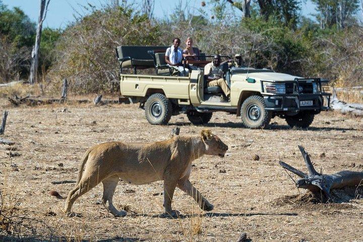 Victoria Falls : Dagtrip naar Chobe National Park met lunchbuffet