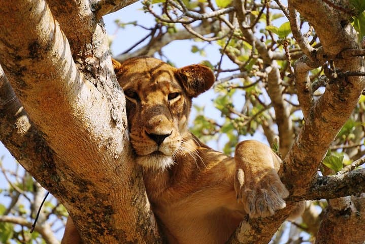 Day Safari at Nakuru National Park