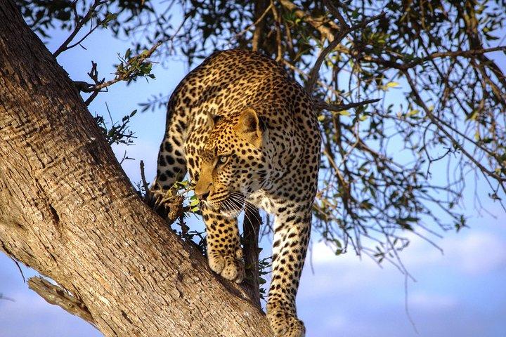 Safari privato di 3 giorni Maasai mara
