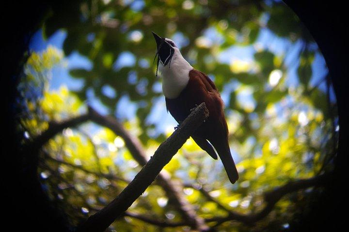 Monteverde Cloud Forest Tour med en certifierad reseguide