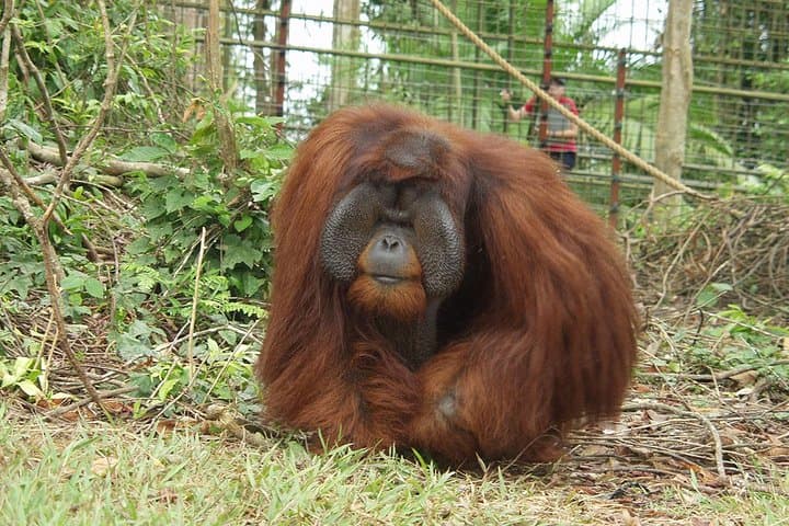 Bukit Merah Orang Utan Island & Perak Cave Temple Day Tour