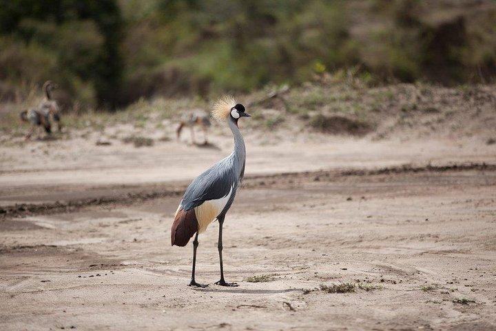 3 dias Tsavo East, Taita Hills Saltlick e Amboseli Kenya Safari