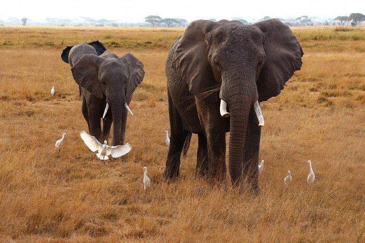 3 dias Tsavo East, Taita Hills Saltlick e Amboseli Kenya Safari