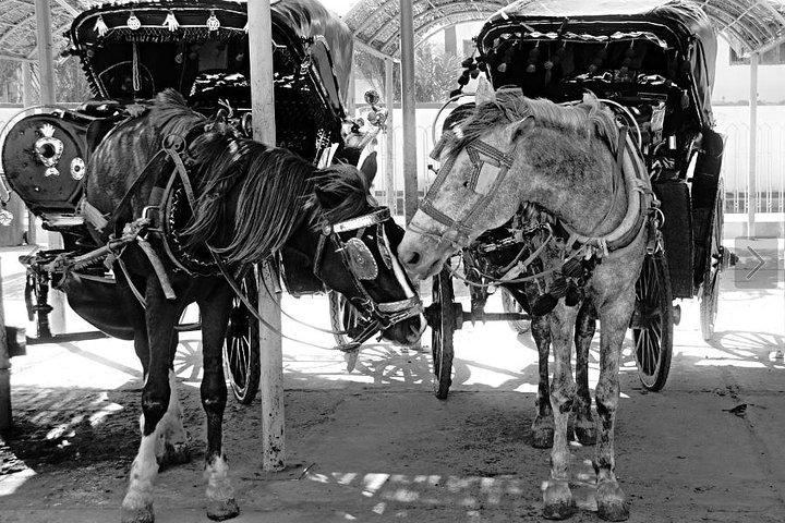 Luxor City Tour By Horse Carriage