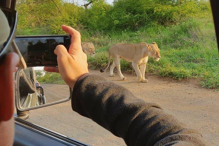 Open Vehical Safari en el Parque Nacional Kruger Medio día