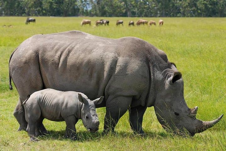 3 Days Masai Mara National Reserve Safari
