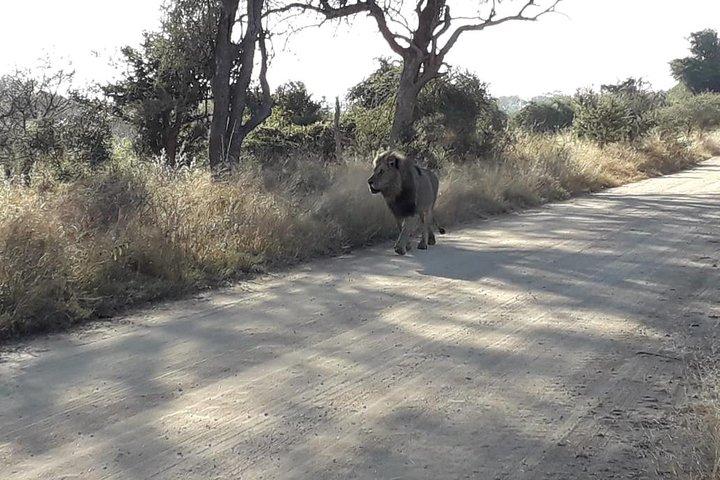 Günstige 3-tägige Krüger-Safari ab Johannesburg