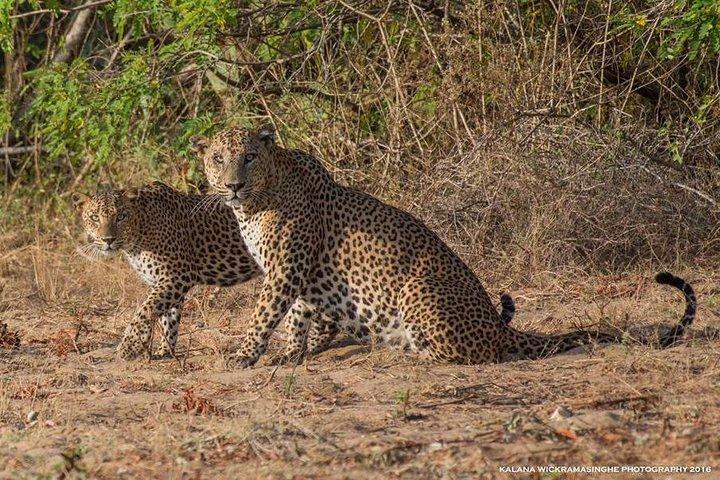 Private 02 Day Leopard Safari in Yala vanuit Bentota