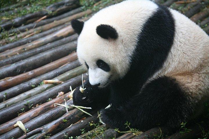 Chengdu sidetur til Fairy Jiuzhaigou